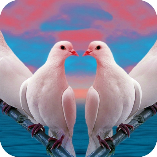 Pigeon Wallpaper Best HD icon