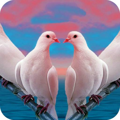 Pigeon Wallpaper HD 1.07