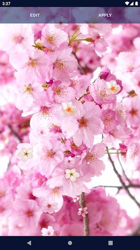 Sakura Flower Live Wallpaper screenshot 6