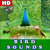 Birds Sounds 1.1
