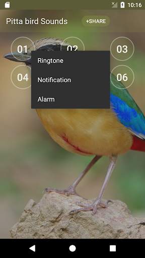 Pitta (genus) bird sound ringtones screenshot 2