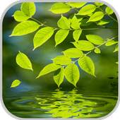 Nature Live Wallpaper 1.0