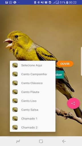 Canário Belga Fibra screenshot 2