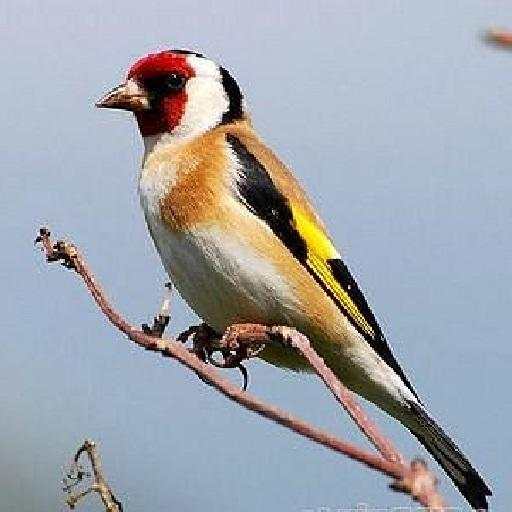 Goldfinch free 2.0