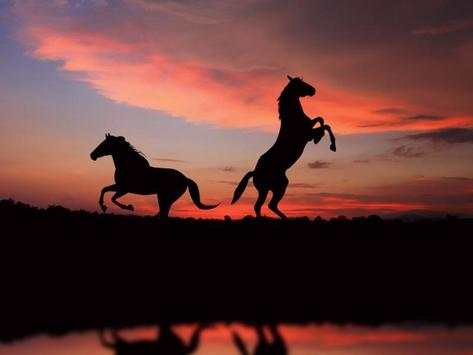 Horse Wallpapers screenshot 3