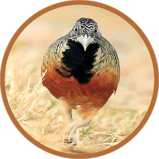 Buttonquail 2.1
