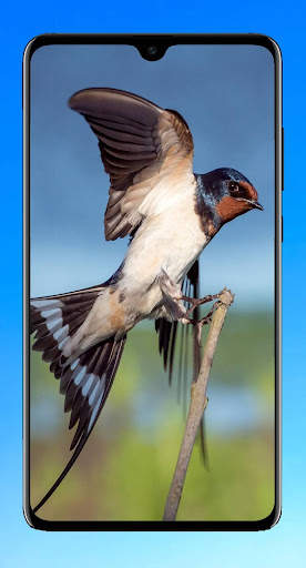 Bird Wallpaper HD screenshot 9