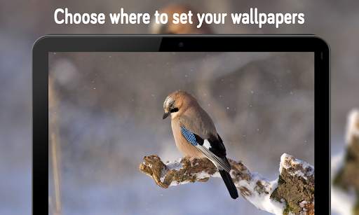 Animal & Birds Wallpaper (4k) स्क्रीनशॉट 9