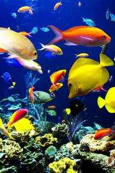 Ikan cantik wallpaper screenshot 2