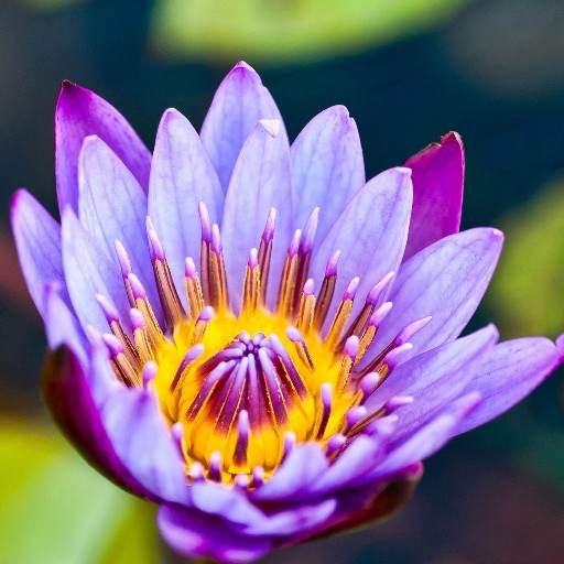 Water Lilies Flower Wallpaper 3.2