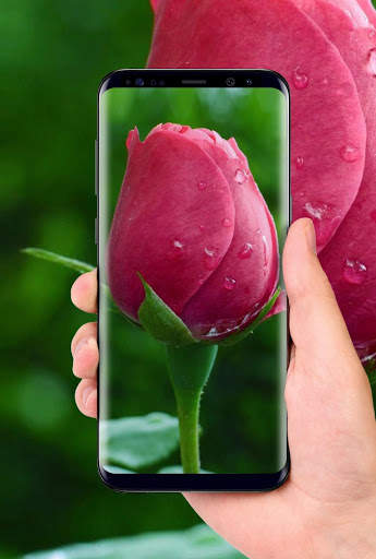 Beautiful Rose Free Live Wallpaper screenshot 6