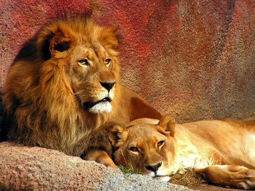 Lion Live Wallpaper (Wallpapers & Backgrounds) screenshot 8