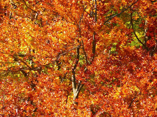 Thanksgiving Wallpapers Free screenshot 16