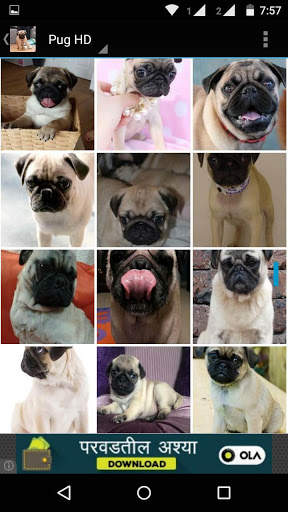 Pug Dog HD Wallpaper screenshot 7