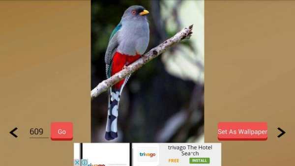 1000  Birds Wallpapers screenshot 18