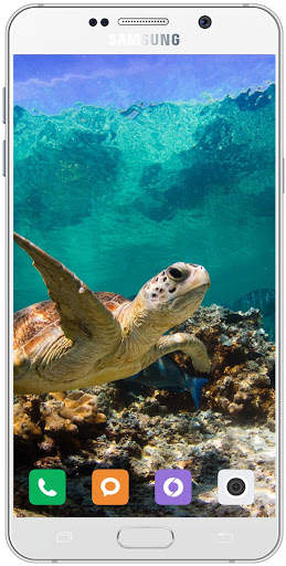 Turtle Wallpaper HD screenshot 6