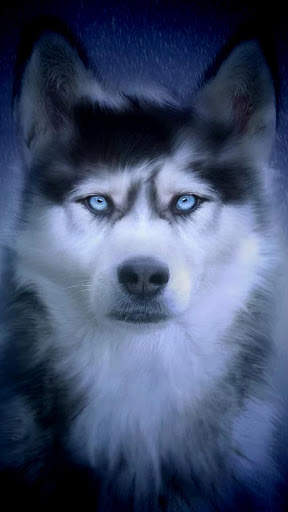 🐕 Husky Wallpapers – Cute Dog Wallpaper screenshot 7
