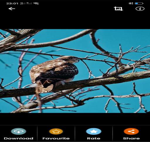 animals Wallpapers screenshot 3