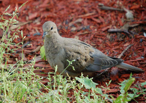 Pigeon Wallpaper 7 تصوير الشاشة