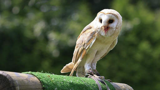 Owl Wallpaper screenshot 6