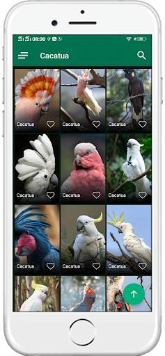 1000+ Birds Wallpapers 4K HD screenshot 7
