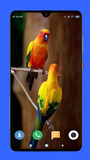 Parrot Wallpaper HD screenshot 8