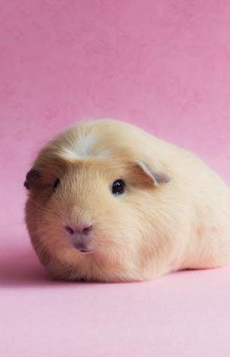 Hamster Video Live Wallpaper screenshot 6