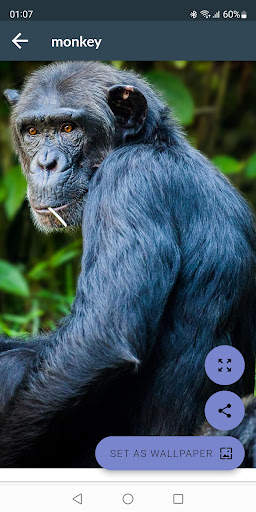 Monkey Wallpapers screenshot 6
