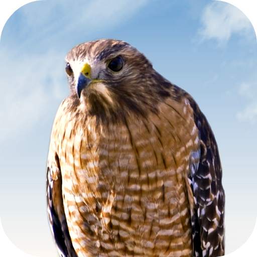 Hawk Sounds 3.0.1