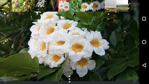 Photo/Vector Graphics Editor screenshot 14