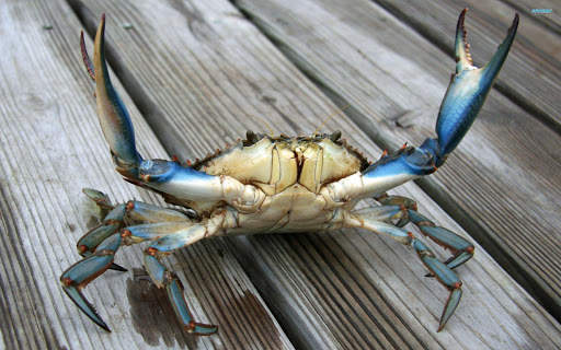Crab Wallpapers screenshot 9