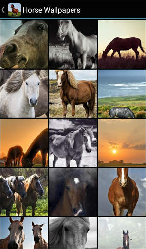🐴 Horse Wallpapers screenshot 2