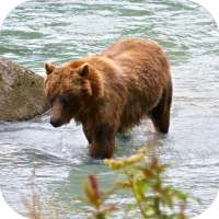 Bear 4K Video Live Wallpaper