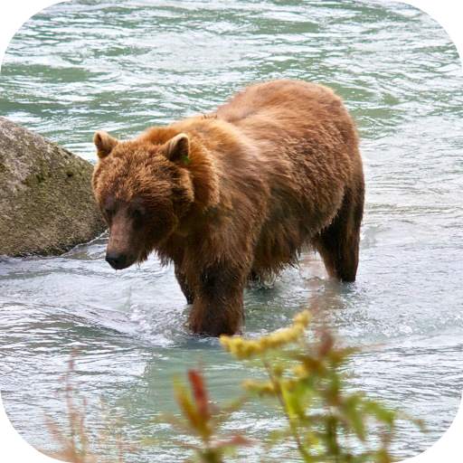 Bear 4K Video Live Wallpaper 4.0