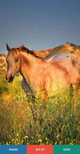 Horse Wallpaper 4K screenshot 8