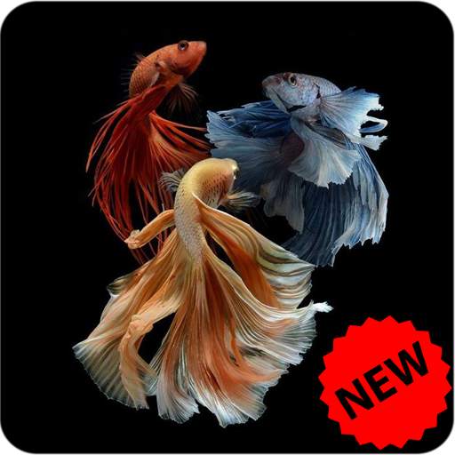Betta Fish Wallpaper 1.3