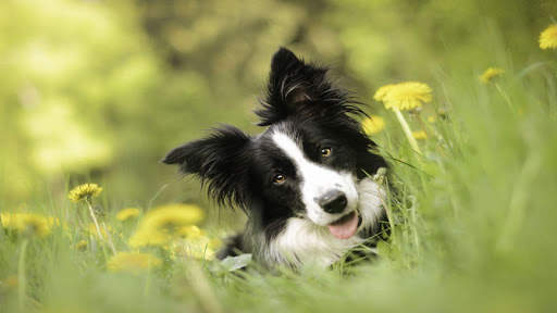 🐕 Border Collie Wallpapers – Cute Dog Wallpaper screenshot 11