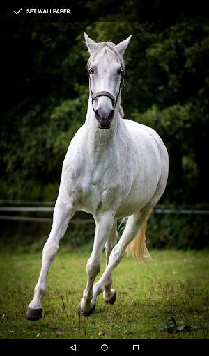 Beautiful Horse Wallpapers 7 تصوير الشاشة