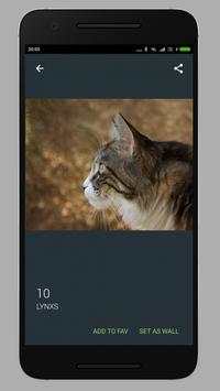 Cat Wallpaper HD screenshot 4