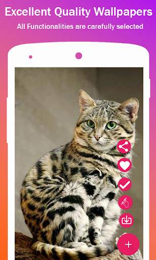 Cute Cat HD Wallpapers screenshot 3