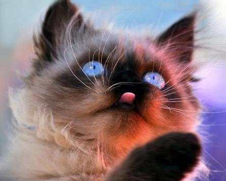 Funny kitten Jigsaw Puzzles screenshot 4