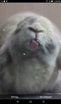 Bunny Licks Screen Wallpaper screenshot 2