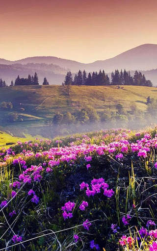 HD Mountain Flower Wallpaper скриншот 1