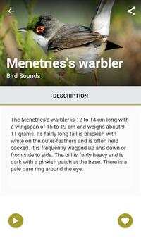 Birds Sound : Morocco screenshot 5