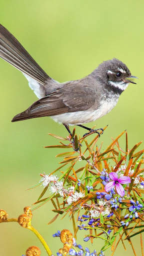 Bird Wallpapers HD screenshot 13