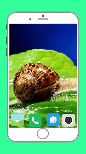Snail Wallpaper Full HD screenshot 13