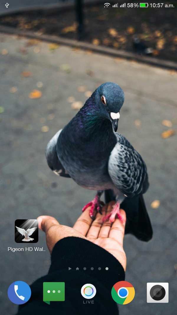 Pigeon HD Wallpaper screenshot 5
