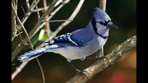 Blue Jay. Birds Wallpapers screenshot 3