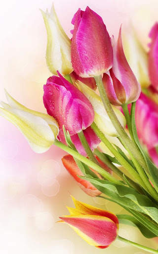 Tulips Live Wallpaper screenshot 7