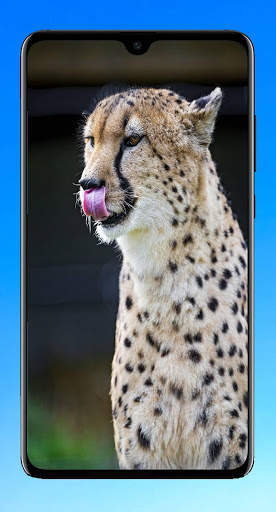 Cheetah Wallpaper 4K screenshot 14